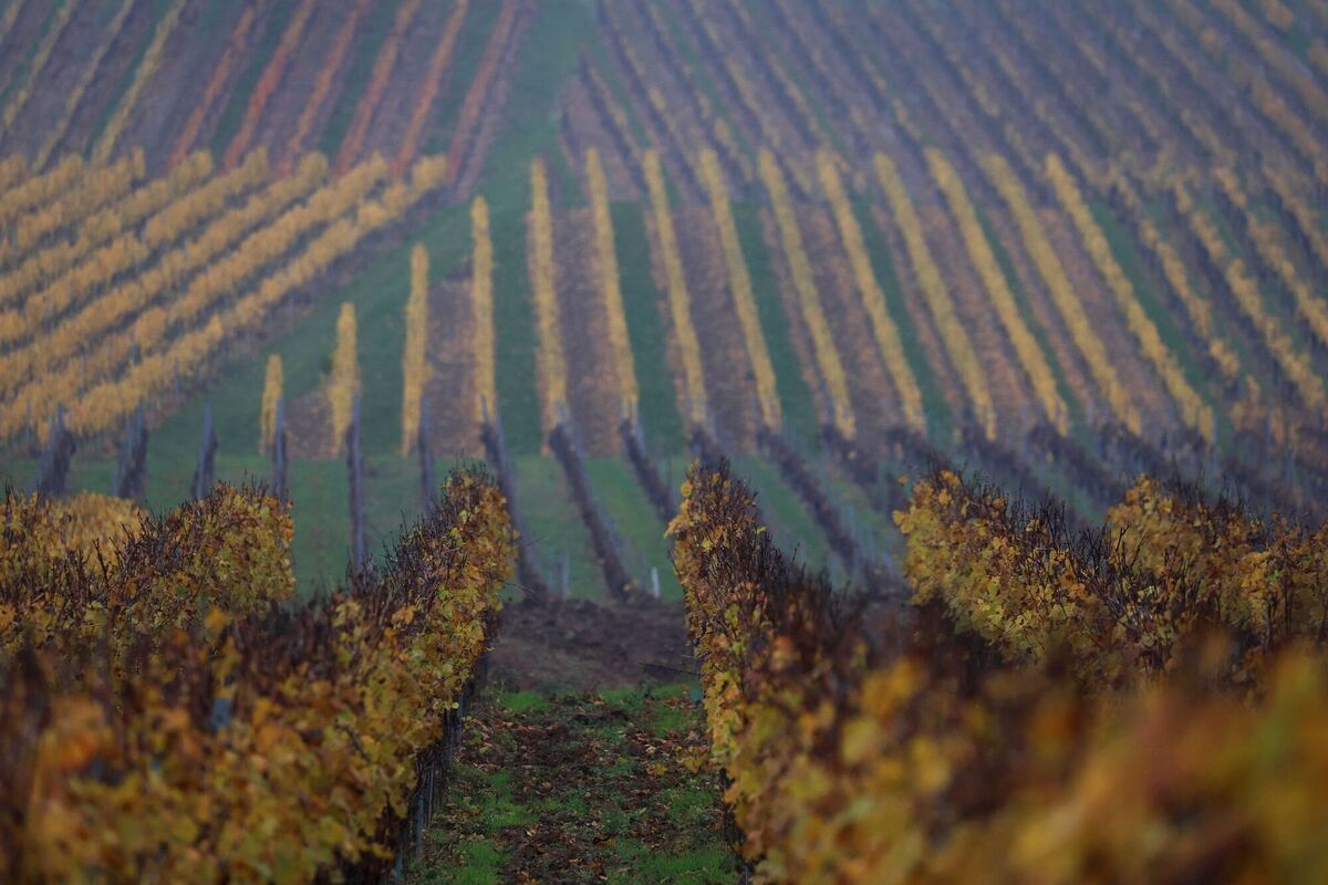 Weinberge im Herbst