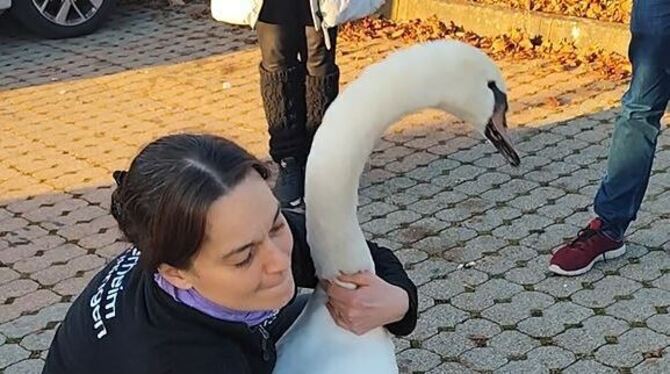 Sabine Meier vom Tierheim Reutlingen hatte keine Probleme, den Schwan auf dem Discounter-Parkplatz einzufangen.