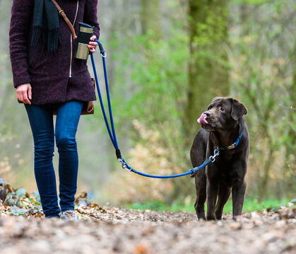 Für Kommunen ist die Hundesteuer eine wichtige Einnahmequelle. Gomaringen verbindet die Erhöhung gleichzeitig mit einer breit an