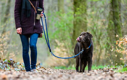 Für Kommunen ist die Hundesteuer eine wichtige Einnahmequelle. Gomaringen verbindet die Erhöhung gleichzeitig mit einer breit an