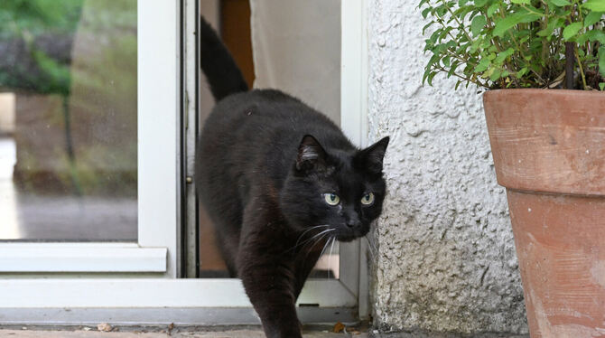 Katzen, die frei in Eningen umherspazieren, könnten künftig kastriert und gechippt oder tätowiert werden müssen. Darüber wird de