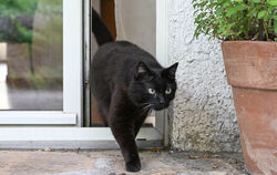 Katzen, die frei in Eningen umherspazieren, könnten künftig kastriert und gechippt oder tätowiert werden müssen. Darüber wird de