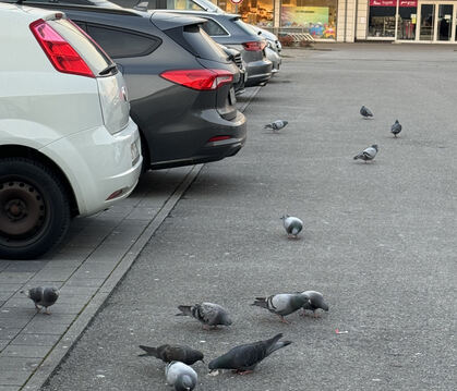 Tauben sind überall wie hier auf dem Parkplatz des Kaufland-Markts in der Stuttgarter Straßen. 