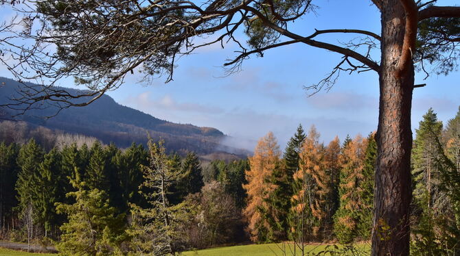 Waldhang zwischen Albtrauf und Farrenberg.