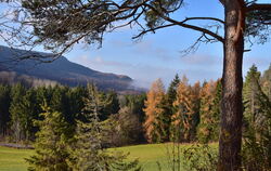 Waldhang zwischen Albtrauf und Farrenberg.