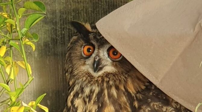 Können diese Augen lügen? Ziemlich schüchtern saß der Uhu in einem Gewächshaus einer Reutlinger Kleingartenanlage. Mitarbeiterin