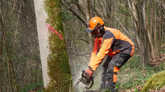 Der Wald ist der Stadt Bad Urach teuer.