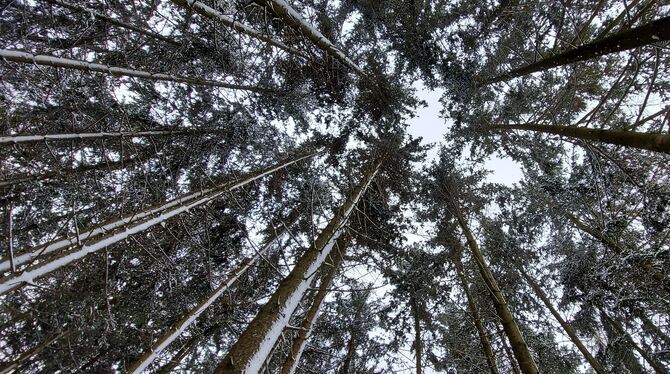 Im Trochtelfinger Wald gibt es jede Menge zu tun. Vor allem bei der Jagd besteht Handlungsbedarf.