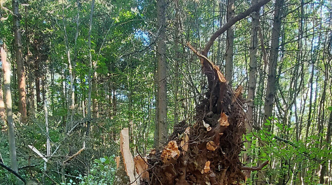 Totholz dient der Artenvielfalt. Auf manchen Flächen wird der Wald sich selbst überlassen.  FOTO: FISCHER