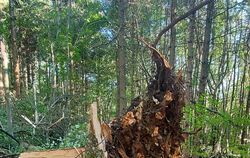 Totholz dient der Artenvielfalt. Auf manchen Flächen wird der Wald sich selbst überlassen.  FOTO: FISCHER