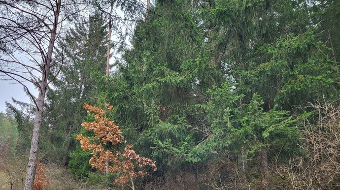 Der Münsinger Wald ist ein Wirtschaftsfaktor, bietet aber auch Erholung.