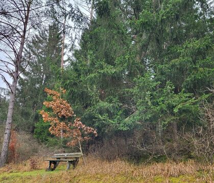 Der Münsinger Wald ist ein Wirtschaftsfaktor, bietet aber auch Erholung.