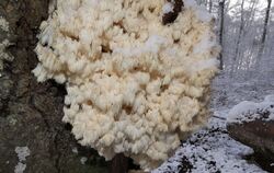 Der Ästige oder Buchen-Stachelbart ist ein echte Rarität.  FOTO: KÜNKELE