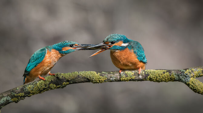 Ein Bild aus dem Kalender für das Jahr 2025 mit Fotografien von Niels Keck. Hier zu sehen: ein Eisvogelpaar im Schönbuch.