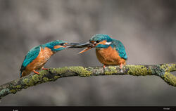 Ein Bild aus dem Kalender für das Jahr 2025 mit Fotografien von Niels Keck. Hier zu sehen: ein Eisvogelpaar im Schönbuch.