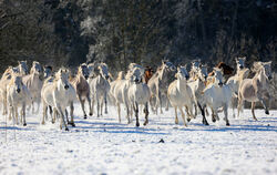 Winter Araberherde