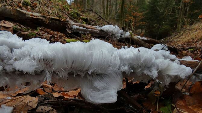 Nichts als Eis: Wenn im Wald viele Faktoren zusammenkommen, bildet die Natur auf verrottenden Ästen solche Kunstwerke.  FOTOS: K