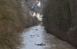 Was schwimmt den da? Rund 140 Rettungstaucher und -schwimmer haben sich am Dreikönigstag durch den Neckar treiben lassen. FOTO: 