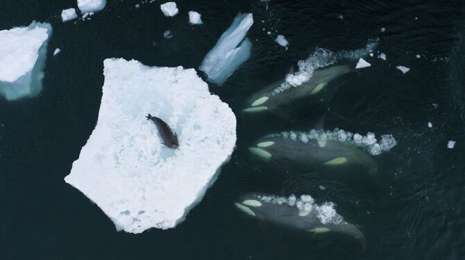 Kein gutes Ende für die Robbe nimmt die Geschichte um »Wale beim Wellenmachen«. FOTO: BERTIE GREGORY/WILDLIFE PHOTOGRAPHER OF TH