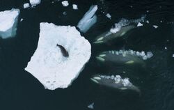 Kein gutes Ende für die Robbe nimmt die Geschichte um »Wale beim Wellenmachen«. FOTO: BERTIE GREGORY/WILDLIFE PHOTOGRAPHER OF TH