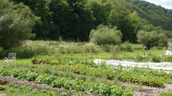 Die BruderhausDiakonie in Münsingen-Buttenhausen verwendet für ihre Bioland-Gärtnerei Schafwolle zur Düngung.  FOTO: BSG SCHWÄBI