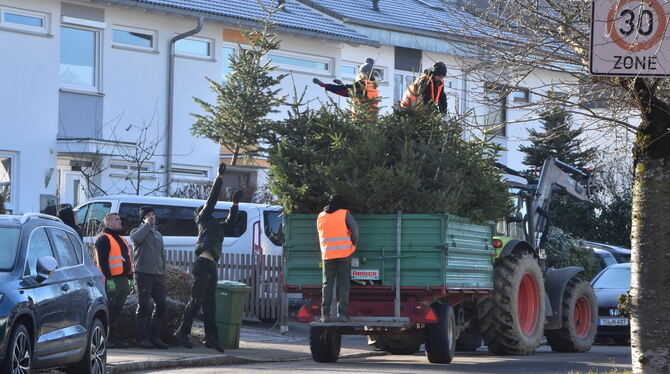 Ähnlich wie in Dettingen finden auch in anderen Gemeinden Sammelaktionen für Christbäume statt, hier waren dieser Tage eheranmtl