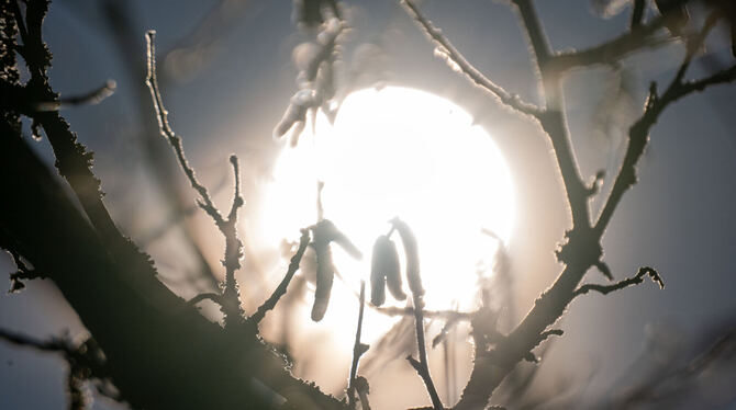 Hasel, Pollen, Allergie, Frühblüher, Frühling, Frühlingsbote, bay, lby Die Blüten eines Haselnussstrauches sind mit Raureif bedeckt und heben sich im Gegenlicht der Sonne ab. Der Pollenflug der Pflan