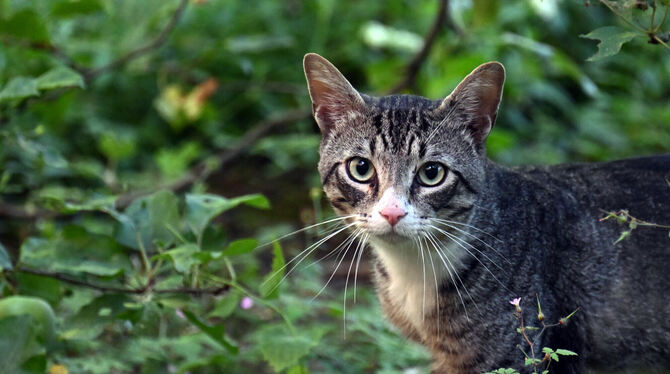 KINA, nwf, lnw, Hauskatze, Streuner, invasiv Freilaufende Katzen, die kein festes Zuhause haben, werden auch Streuner genannt. Von ihnen gibt es im Landkreis Reutlingen viel