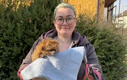 Melanie Bauer mit Igel Leni, der mit schweren Verbrennungen nach Silvester in die Igelstation kam.  FOTOS: PRIVAT