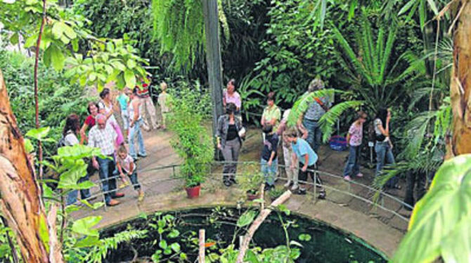 Ohne Impfungen und Moskitonetz in den Regenwald: »Mitreisende« der GEA-Aktion im Tropicarium.
FOTO: PACHER