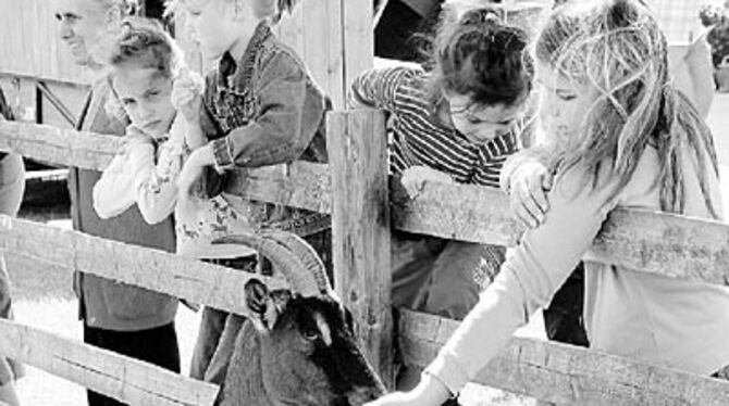 Die Tiere waren auch beim Hoffest des Ferienrings auf dem Hof der Familie Hölz in Eglingen die Attraktion.
GEA-FOTO: JSG