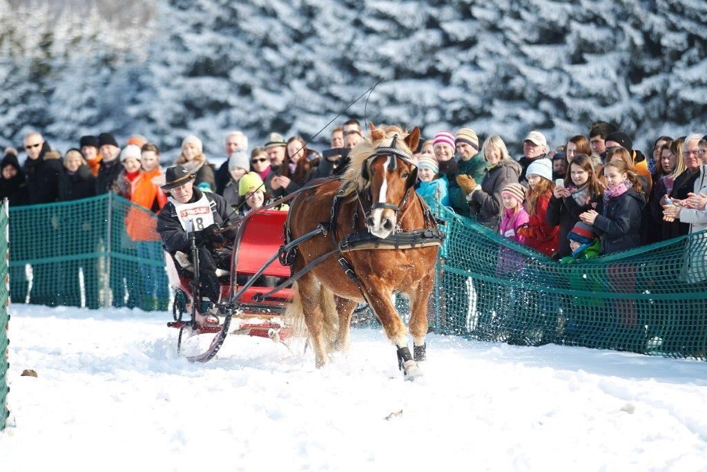 Skijöring Gächingen Dottingen 2015