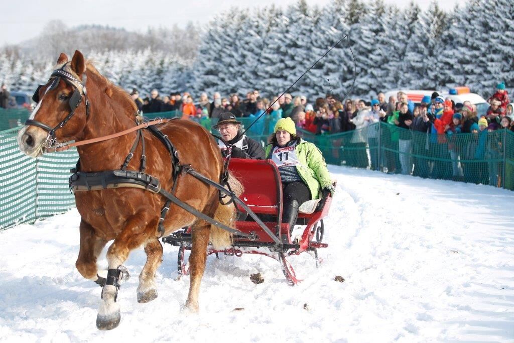 Skijöring Gächingen Dottingen 2015