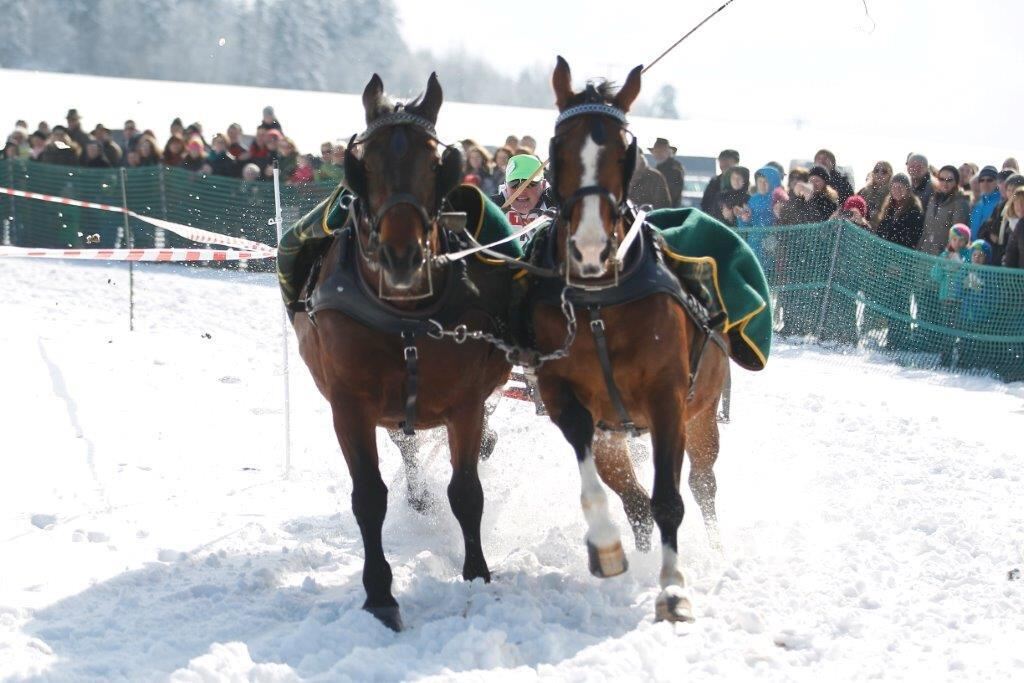 Skijöring Gächingen Dottingen 2015