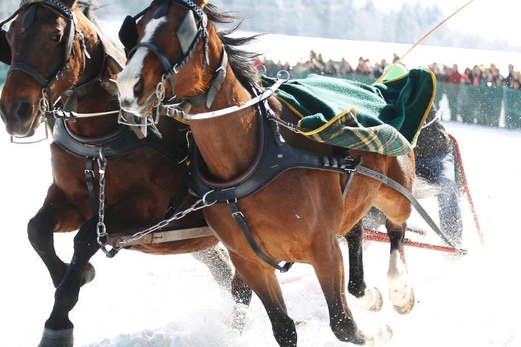 Skijöring Gächingen Dottingen 2015