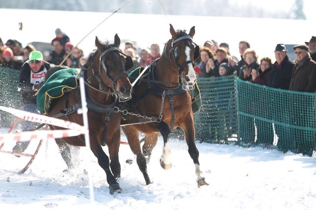 Skijöring Gächingen Dottingen 2015