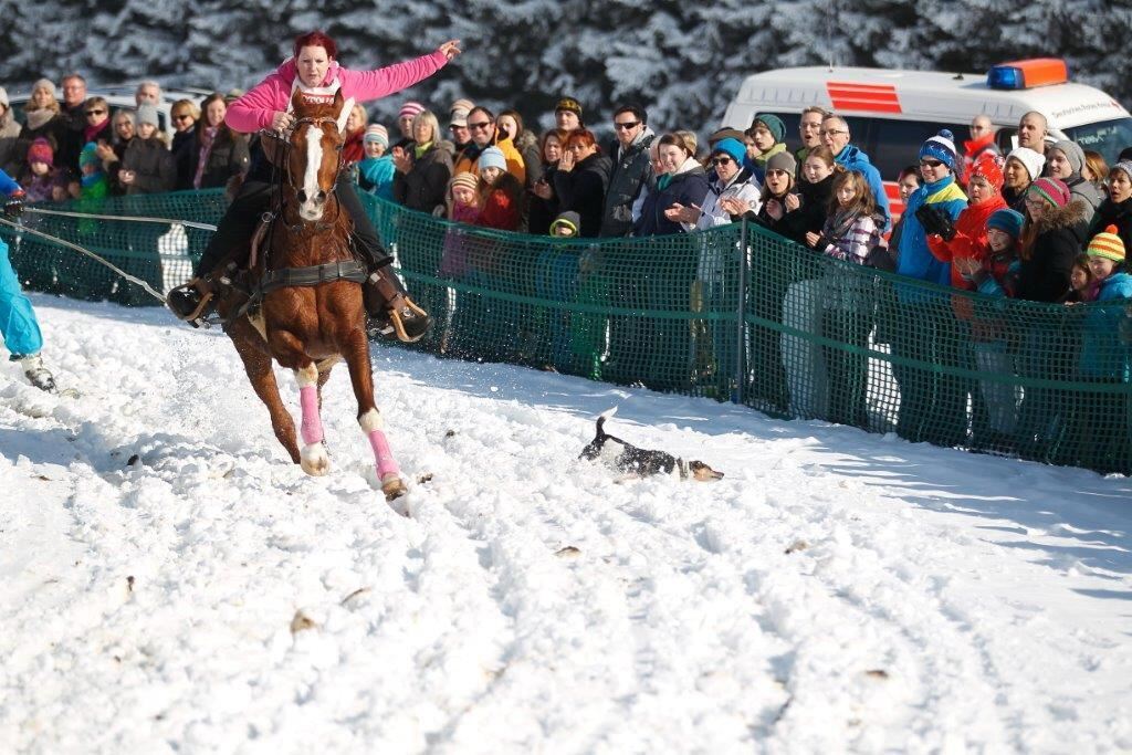 Skijöring Gächingen Dottingen 2015