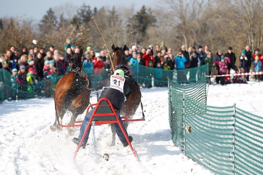 Skijöring Gächingen Dottingen 2015