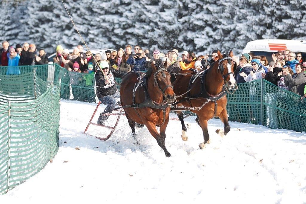 Skijöring Gächingen Dottingen 2015