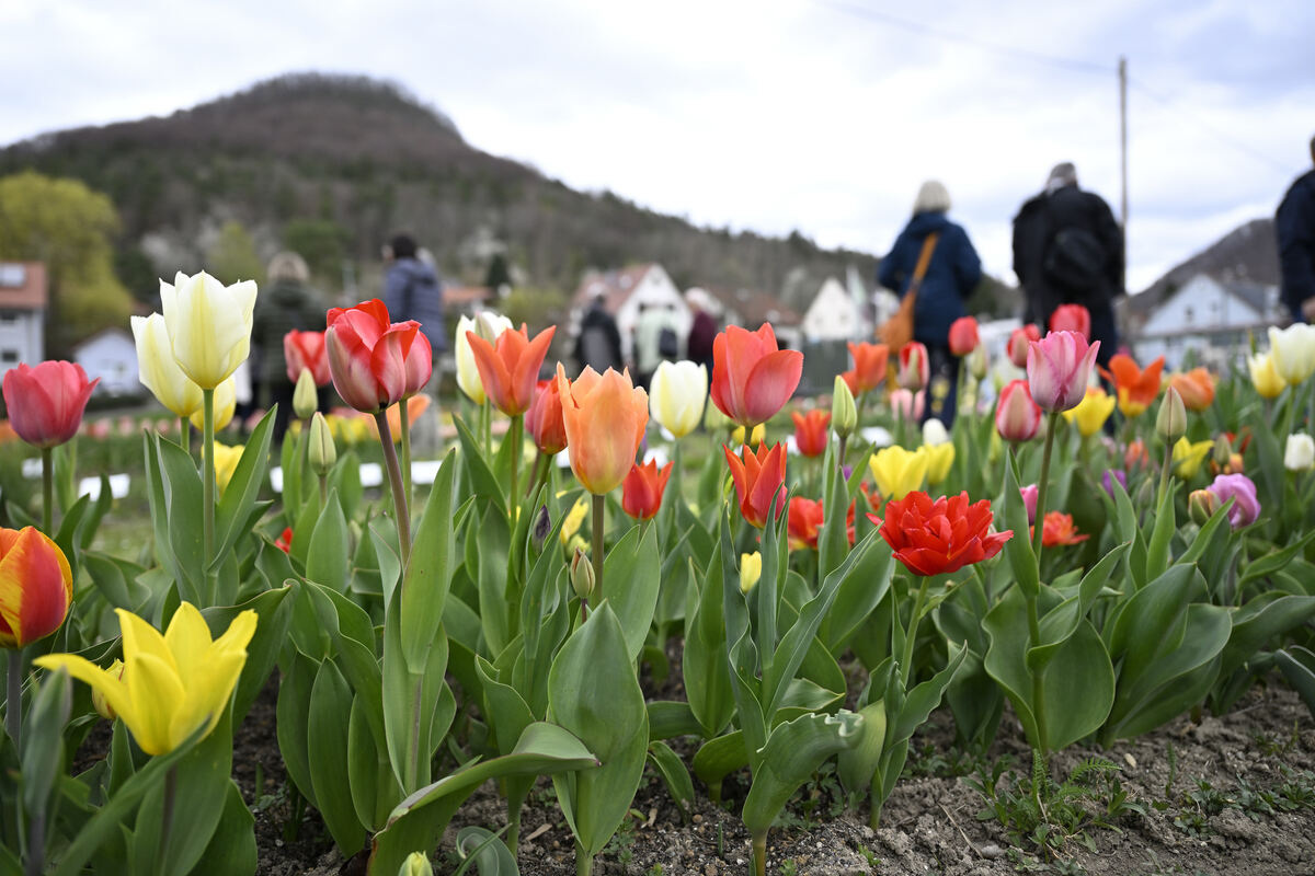 tulpenbluete_goenningen_13_04_pieth_54