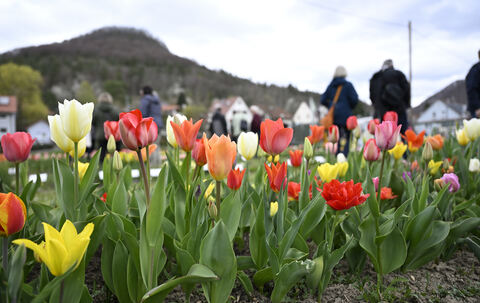 tulpenbluete_goenningen_13_04_pieth_54