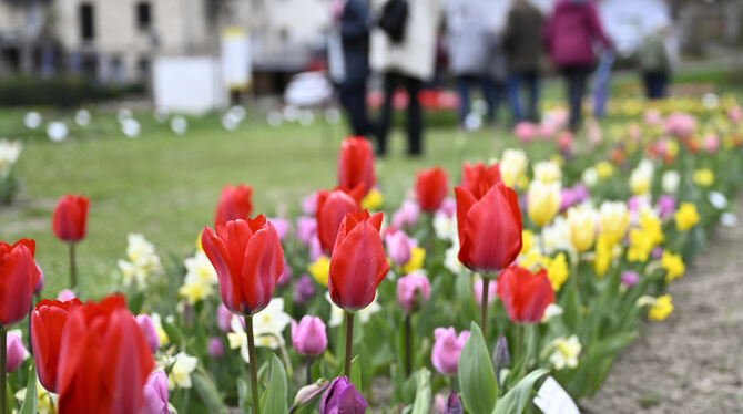 tulpenbluete_goenningen_13_04_pieth_58 Bunte Pracht bei frühlingshaft warmen Wetter lockte die Besucher nach Gönningen. Auch Politprominenz war vor Ort.