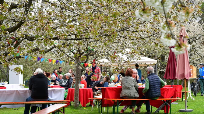 Kirschblütenfest Nehren Trotz des bewölkten Wetters war das Kirschblütenfest in Nehren gut besucht. Weiße Blüten schweben in den kommenden Tagen und Woc