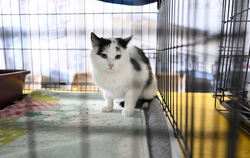 Bei einer Tierschutzaktion in Münsingen ging es vor allem darum, verwilderte Katzen zu kastrieren. Etliche der eingefangenen Tie