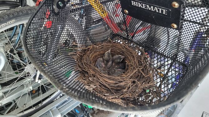 Amseln, Nest, Jungtiere, Brut, Nistplatz Eine Woche nach ihrer Entdeckung haben sich die Jungtiere prächtig entwickelt. Das Gefieder scheint fast vollständig zu sein.