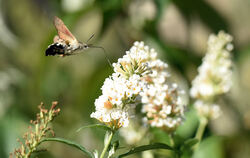 Das Taubenschwänzchen, ein Schmetterling, kommt eigentlich aus dem Mittelmeerraum, ist aber zunehmend auch in unserer Region zu 