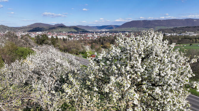 Blüten Rings um Metzingen erblühen die Obstbäume. Die Pflege der landschaftsprägenden Streuobstwiesen hat Sarah Laib im Auge.