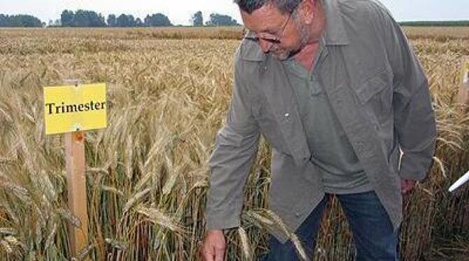 Zur richtigen Zeit gedüngt und gegen Pilzkrankheiten behandelt. Helmut Länge zeigt einen gut geführten Triticale-Bestand.
GEA-FOTO: JSG