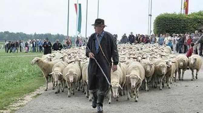 Der Schäfer Reino Löffler geht ganz zünftig seiner Herde voraus.
FOTO: MAR