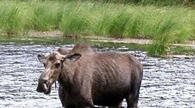 Solche prächtigen Elche sind die Jungs von Capella Vocalis in Alaska begegnet.
FOTO: PR